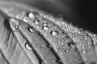 Macro: rain drops in the morning