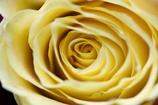 Claire Halas Blog rose