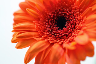 Claire Halas Blog Gerbera