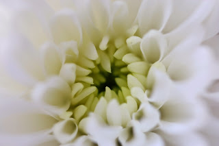 Chrysanthemum, Delphinium and roses
