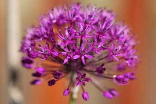 Flower photography: Tulips & Allium
