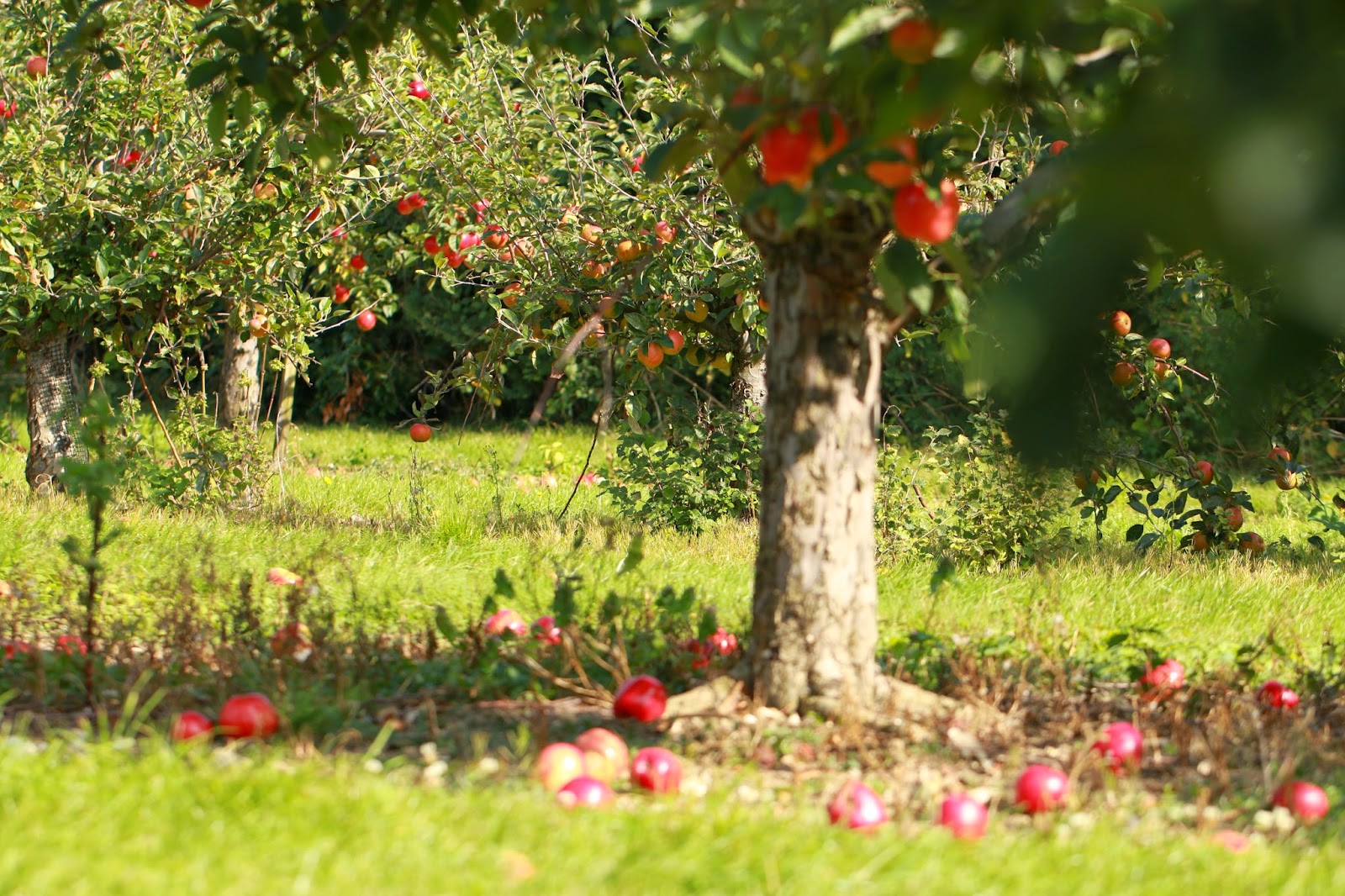 Claire Halas Blog Apple Shop