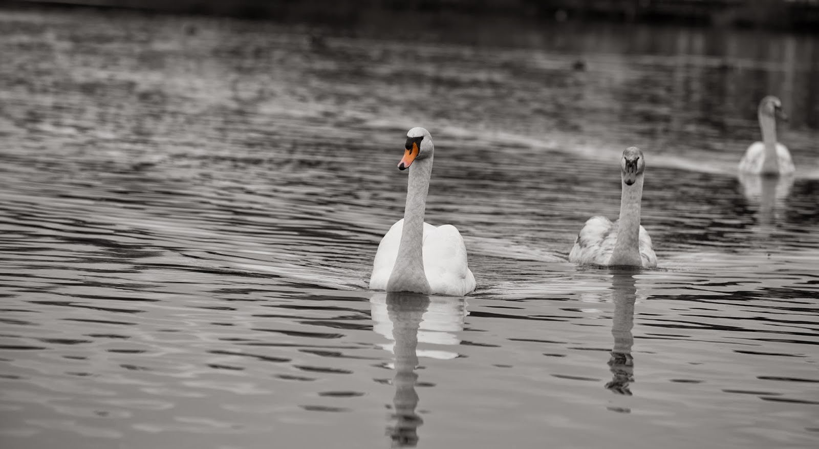 Claire Halas Blog Swans