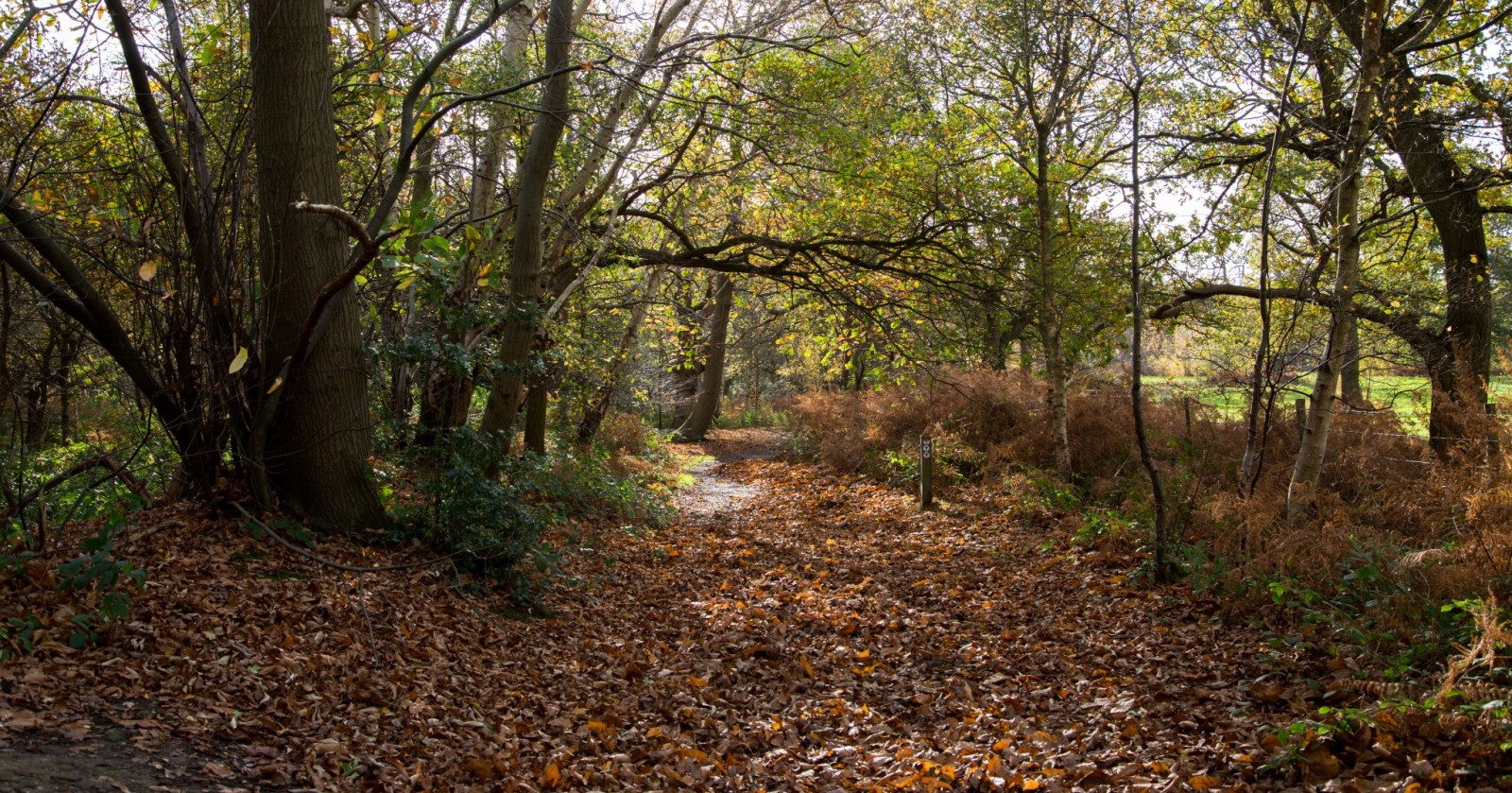 Woodland walk in Shorne Country Park, Kent